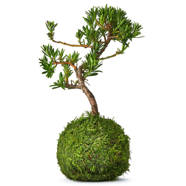 Buddhist Pine Bonsai Tree Kokedama
