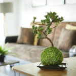 Buddhist Pine Bonsai Tree Kokedama Table