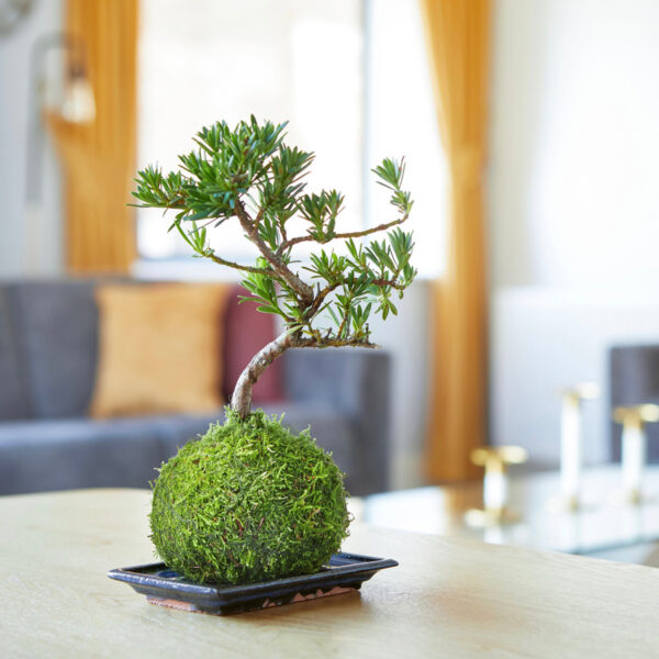 Buddhist Pine Bonsai Tree Kokedama in the living room