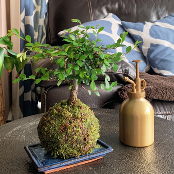 Copper with Kokedama Plant