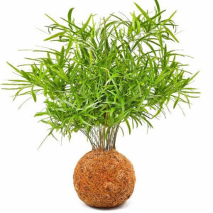 Fern Coco Fibre Kokedama