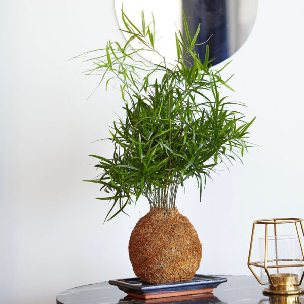 Fern Coco Fibre Kokedama Display