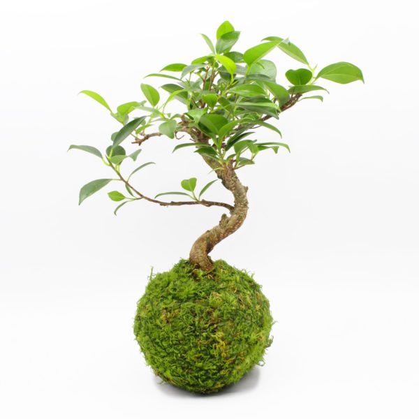 Ficus Ginseng Bonsai Tree Kokedama product