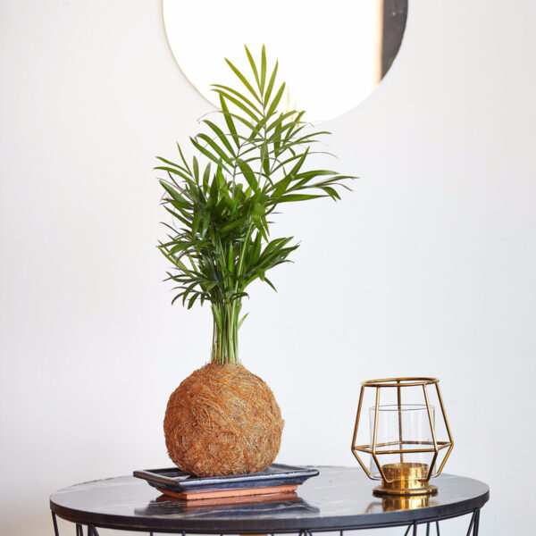Palm Coco Fibre Kokedama on a table