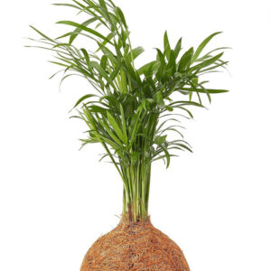Palm Coco Fibre Kokedama
