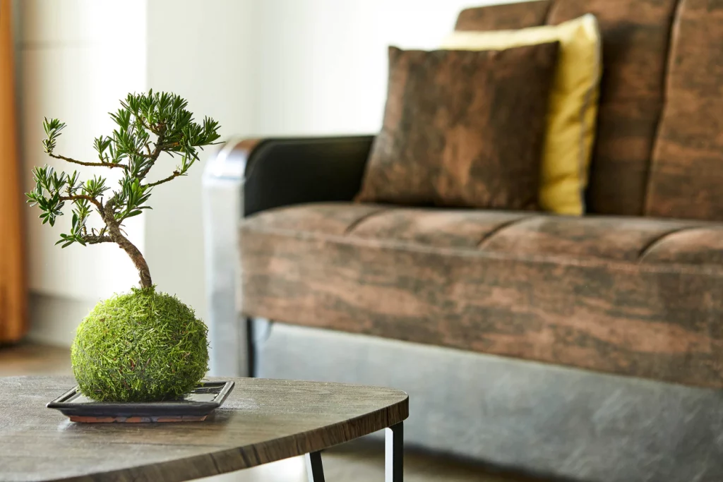 Kokedama in the Living Room