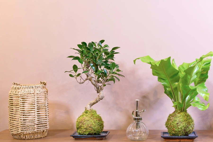 why you should own a kokedama