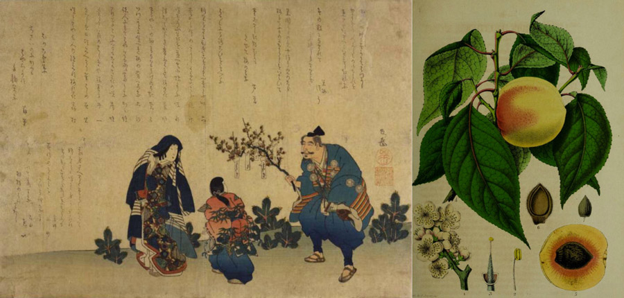 Umeshu-history