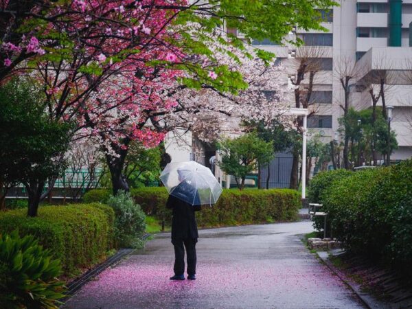 Person with a clear umbrella walking a path covered in fallen cherry blossom petals