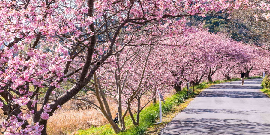 Early blooming Kawazu cherry blossom trees 