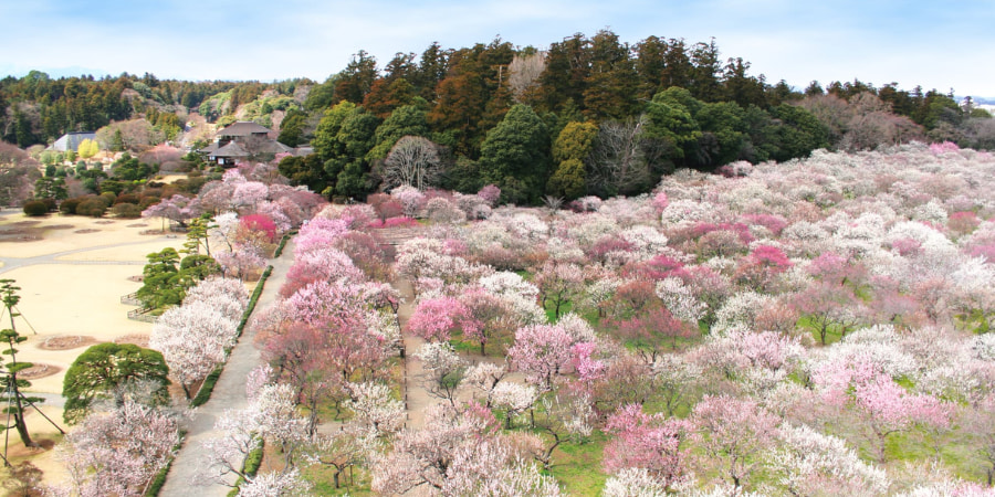 Plum blossoms blooming in different shades of pink in Mito, Ibaraki