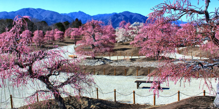 Weeping plum blossoms blooming in early spring in Mie Prefecture