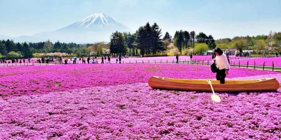 Fuji Shibazakura Festival