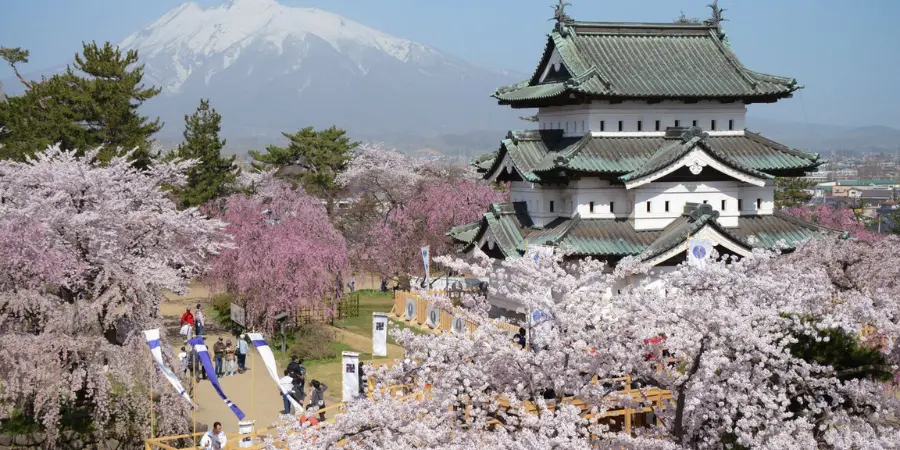 Hirosaki Castle during spring time in April in Japan. Enveloped by Cherry blossom trees blooming