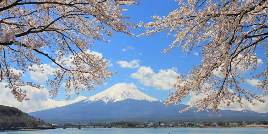 Fuji-Kawaguchiko Cherry Blossom Festival – April 1–13 overlooking fuji with cherry blossoms branches draped in front of the foreground