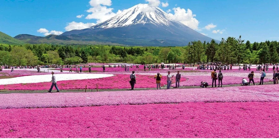 Pink moss from the Fuji Shibazakura Festival