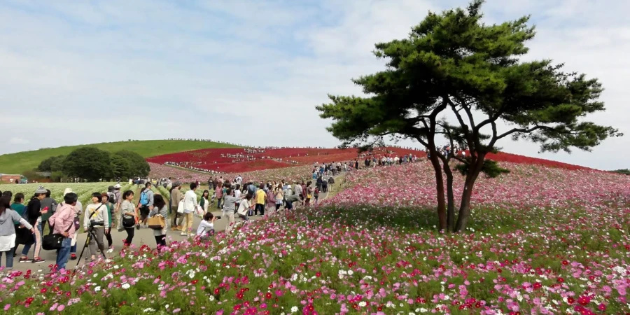 A variety of flowers from Hitachi Seaside Park
