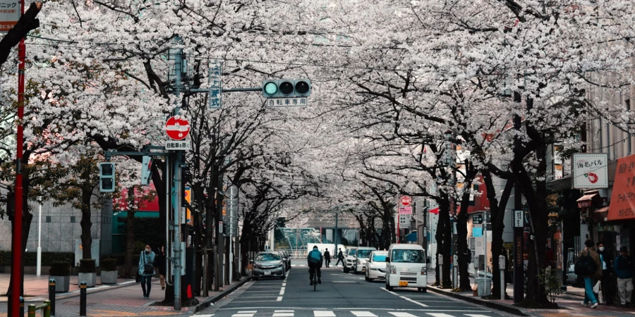 Cherry blossom (spring season) in Japan during May