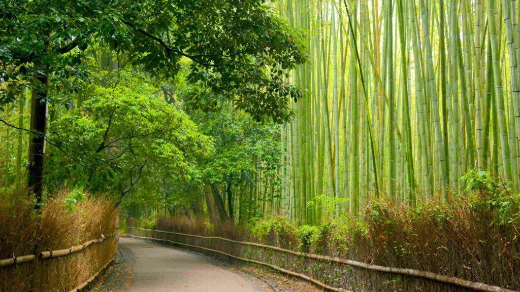 arashiyama
