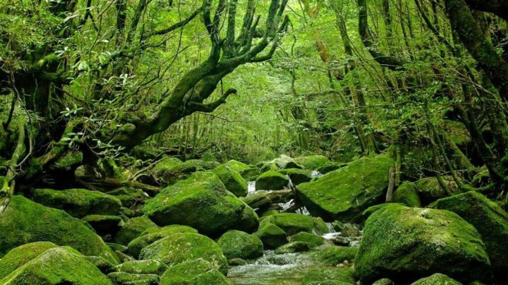 yakushima