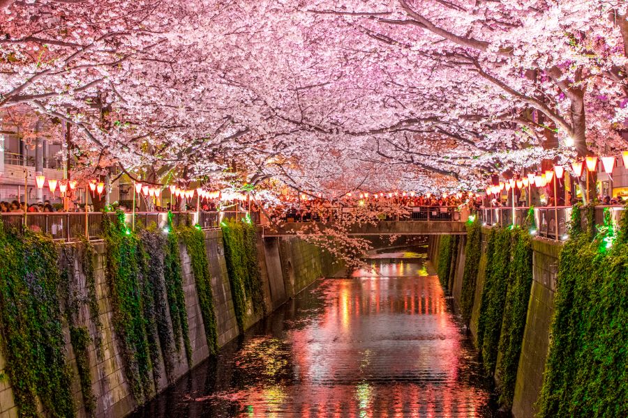 Huge bloom of Cherry Blossoms by the Meguro River Huge bloom of Cherry Blossoms by the Meguro River