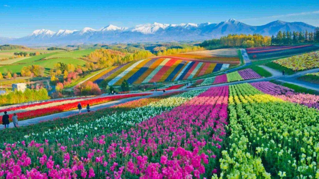Rows of vibrant flowers blooming Rows of vibrant flowers blooming