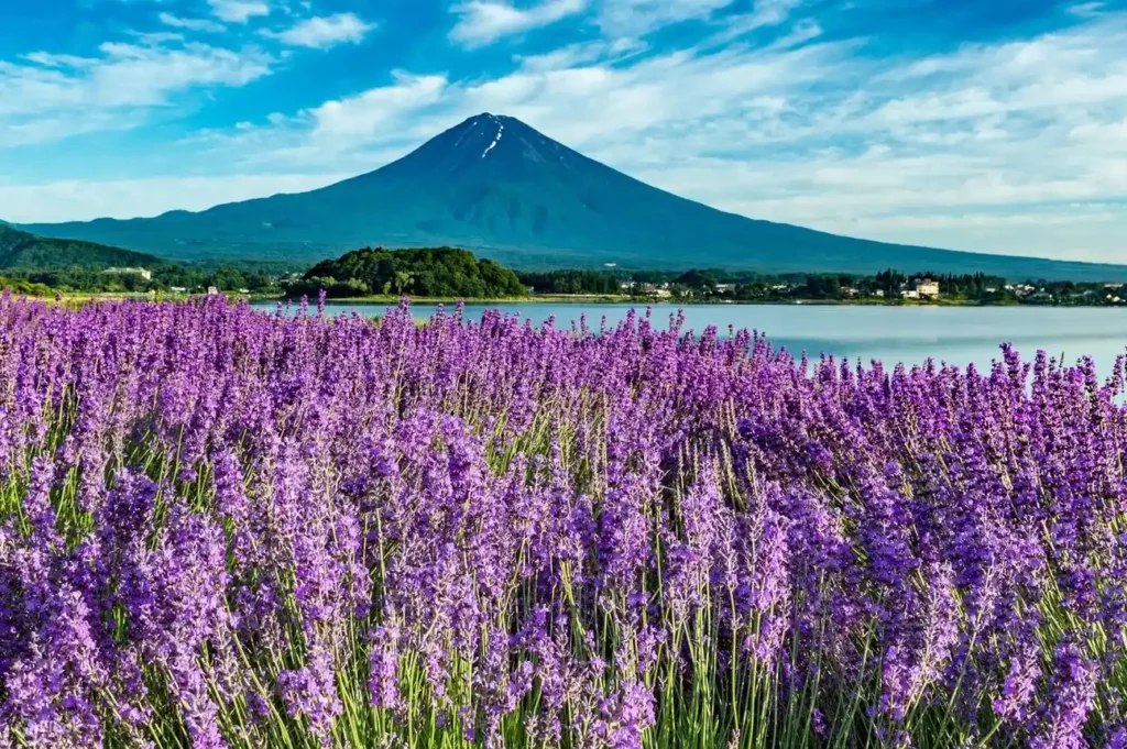 Kawaguchiko Lavender Herb Festival Kawaguchiko Lavender