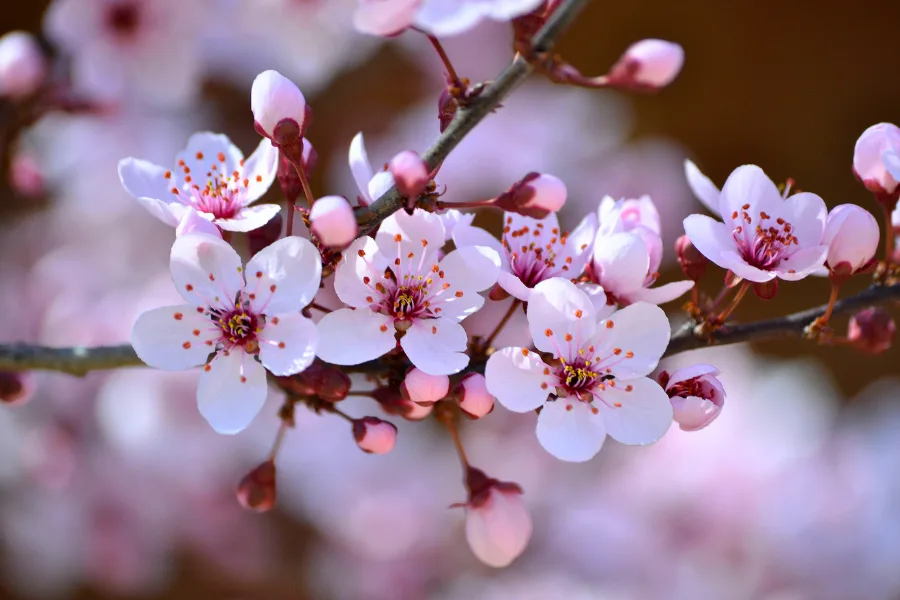 Sakura up close