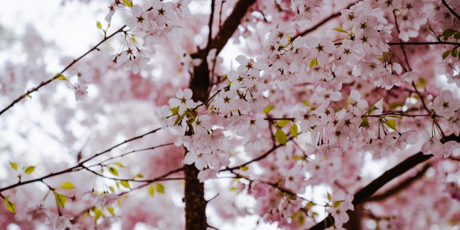 Cherry blossom (sakura) on a cloudy day