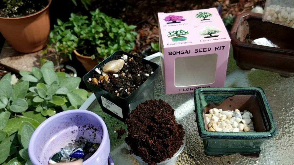 Sakura Seeds Growing Your Sakura Seed