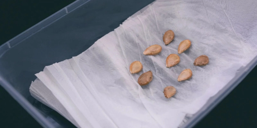Seed stratification for sowing and germination