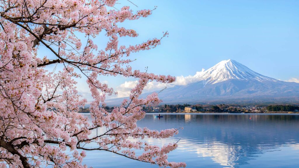 Sakura and Mt. Fuji Sakura and Mt. Fuji