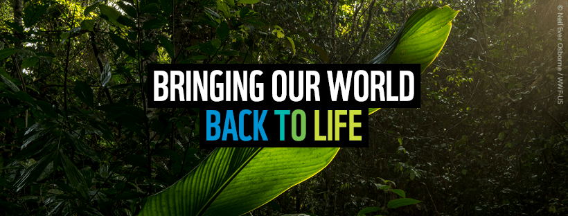 Founded in 1961, WWF is the world’s leading independent conservation organization Founded in 1961, WWF is the world’s leading independent conservation organization