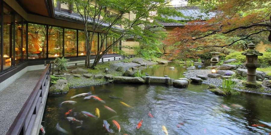 Koi fishes in the pond with a natural ambiance
