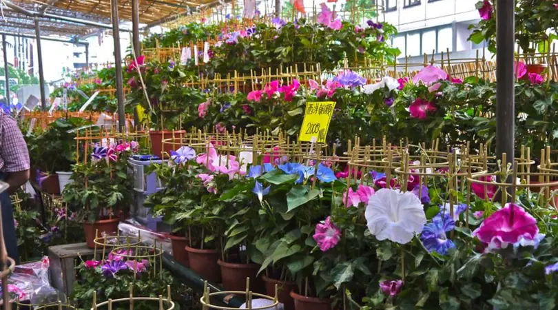 Multiple potted plants with morning glories are presented on shelves
