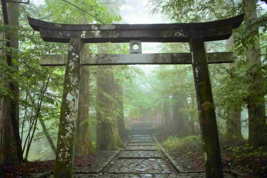 Torii Gate in the woods