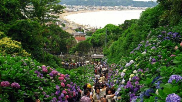 Visitors on a hillside path lined with blue and purple hydrangeas at Hasedera Temple in Kamakura, with Yuigahama beach in the distance
