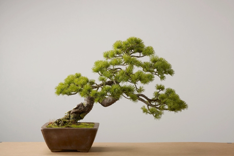 Bonsai