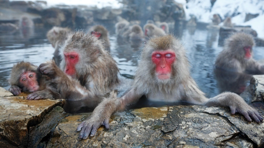 Snow Monkey Park, Nagano Prefecture, Japan