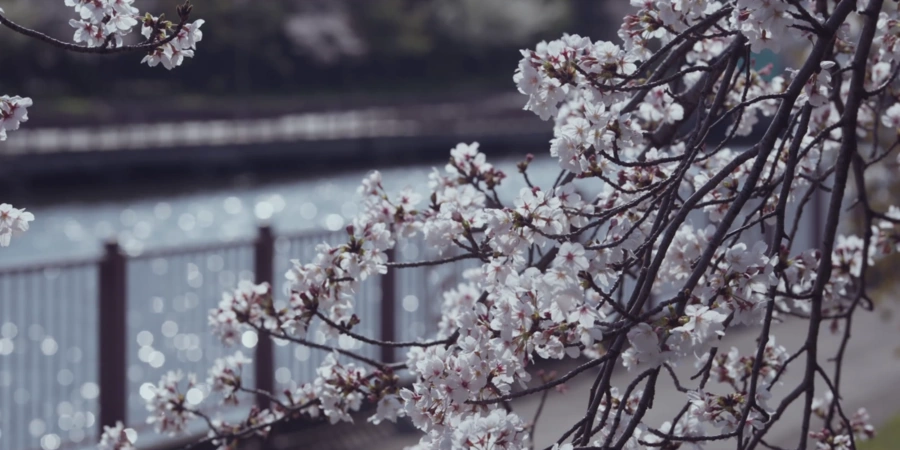 cherry blossoms along the canal of the meguro river in Nakameguro tokyo