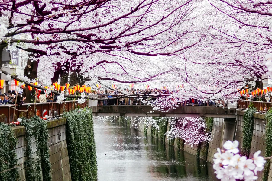Hanami at Meguro River, Nakameguro