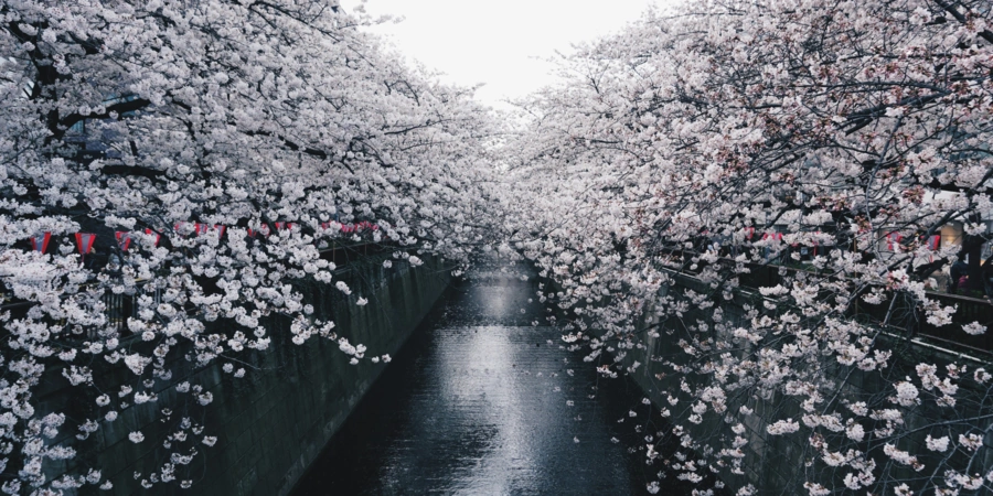 cherry blossoms along the canal of the meguro river in Nakameguro tokyo