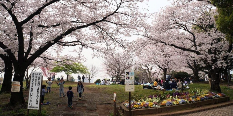 Saigoyama Park with Cherry Blossoms blooming during spring