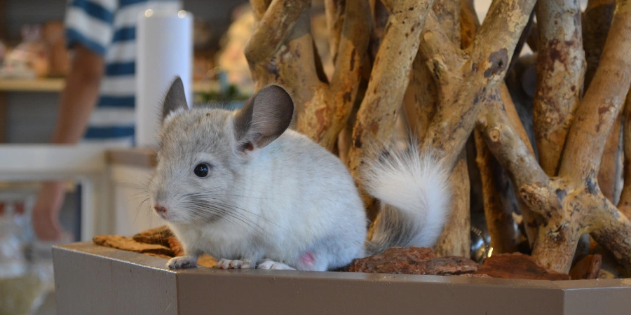 chinchilla at the Tokyo Chinchilla cafe