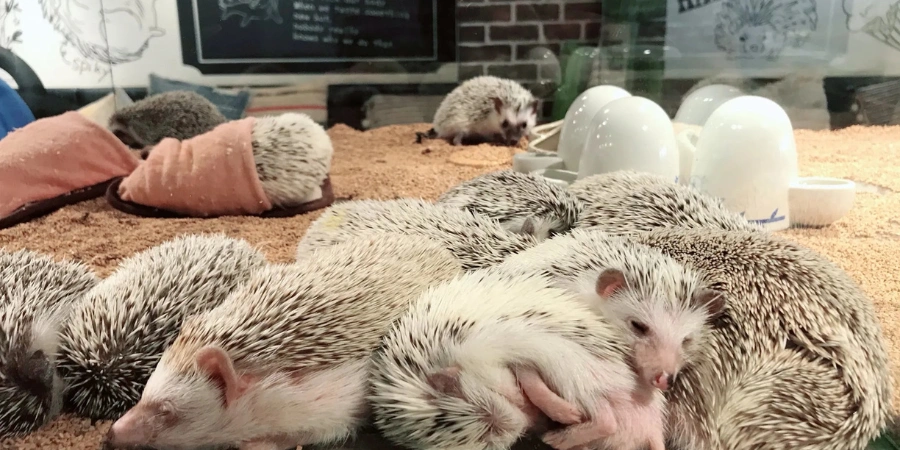 Hedgehog Cafe in Tokyo