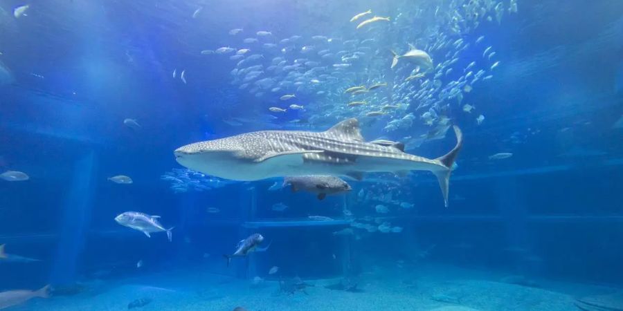 Whaleshark swimming among fish in the osaka aquarium