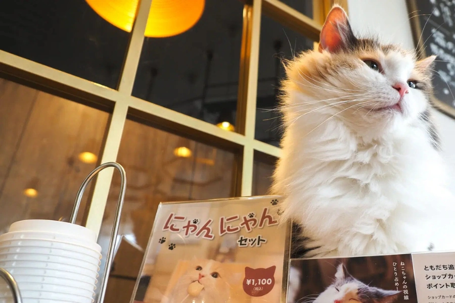 Tokyo Animal Cafés