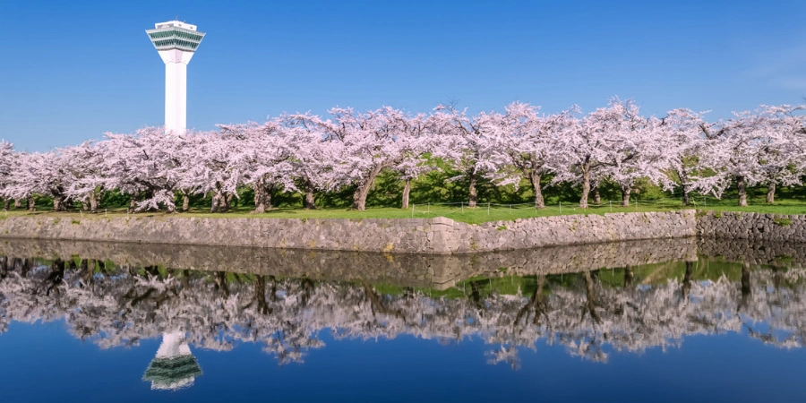 A landscape photo of a park in Japan. A river is seen at the bottom of the image and a garden of cherry blossom trees with a tall building in the background.