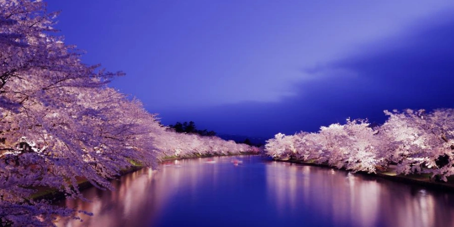 Under a night sky, a still river is surrounded by rows of cherry blossom trees lined up on the roads.