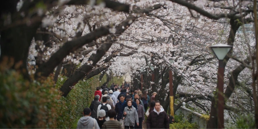 Crowds of both locals and tourists of Japan sit to one another near cherry blossom trees